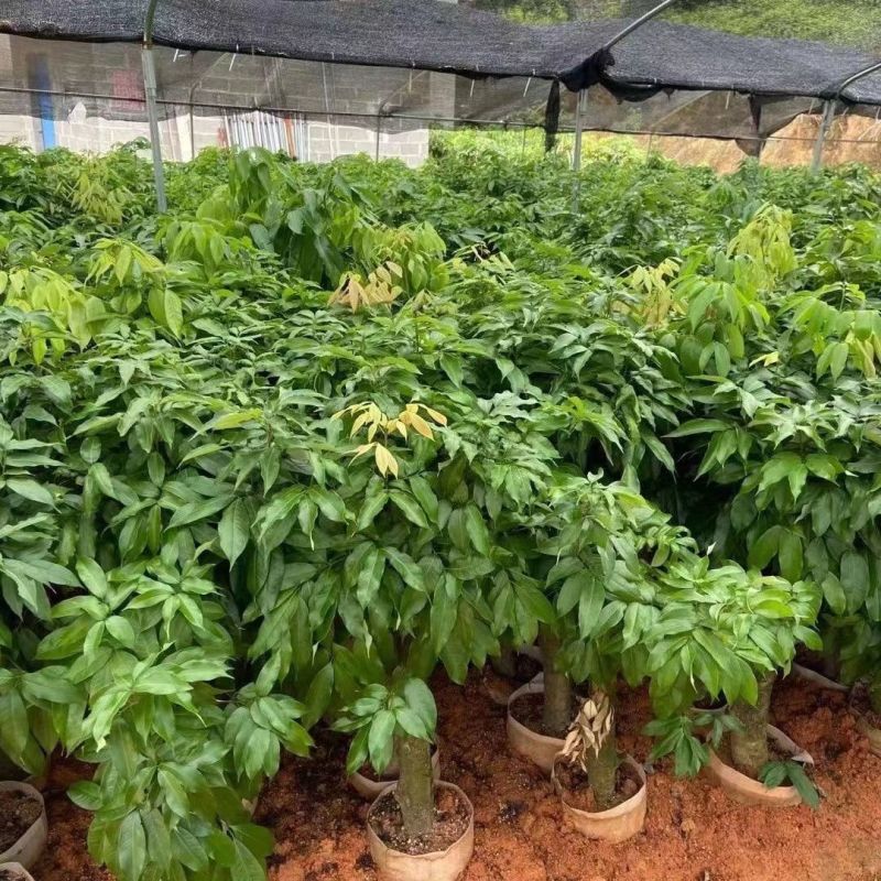 高压圈荔枝树苗冰荔荔枝苗仙进奉桂味无核当年结果南方种植庭