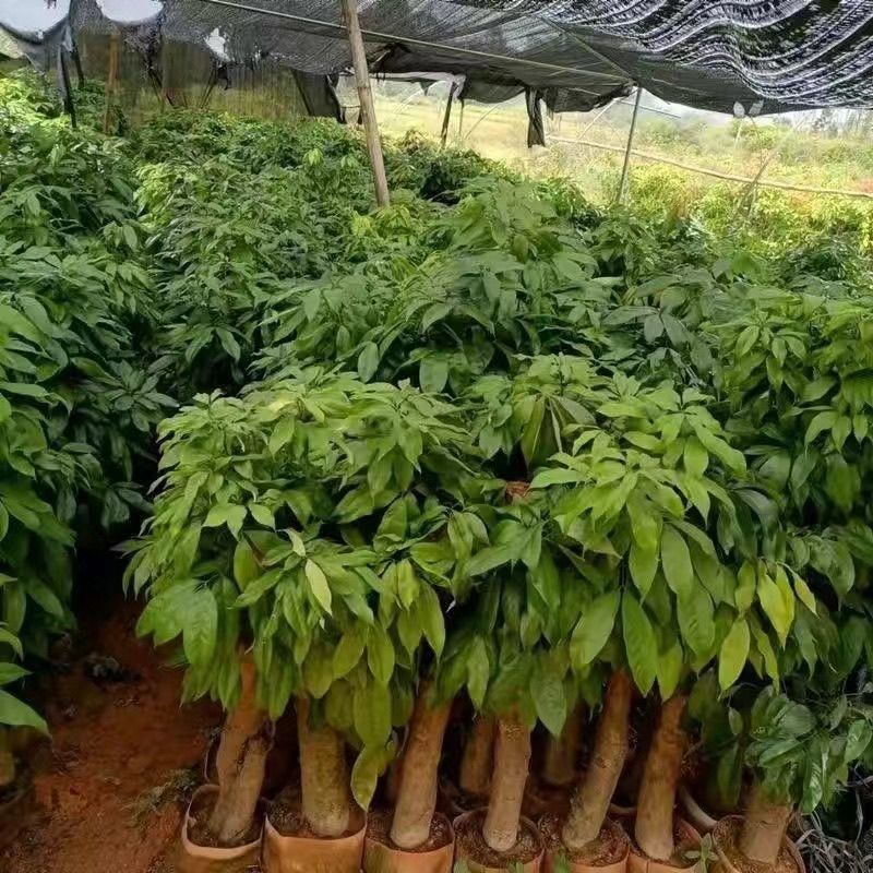 高压圈荔枝树苗冰荔荔枝苗仙进奉桂味无核当年结果南方种植庭