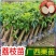 高压圈荔枝树苗冰荔荔枝苗仙进奉桂味无核当年结果南方种植庭