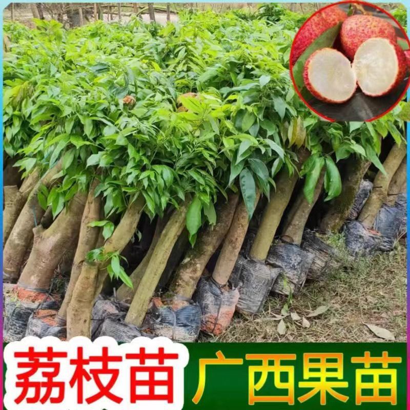 高压圈荔枝树苗冰荔荔枝苗仙进奉桂味无核当年结果南方种植庭
