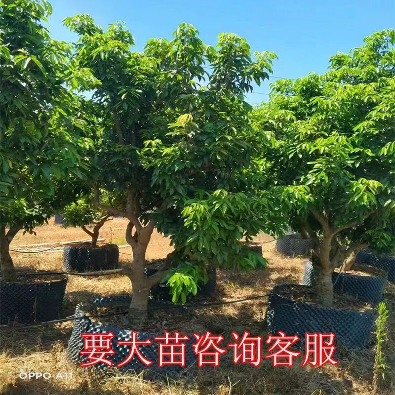 高压圈荔枝树苗冰荔荔枝苗仙进奉桂味无核当年结果南方种植庭