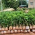 高压圈荔枝树苗冰荔荔枝苗仙进奉桂味无核当年结果南方种植庭