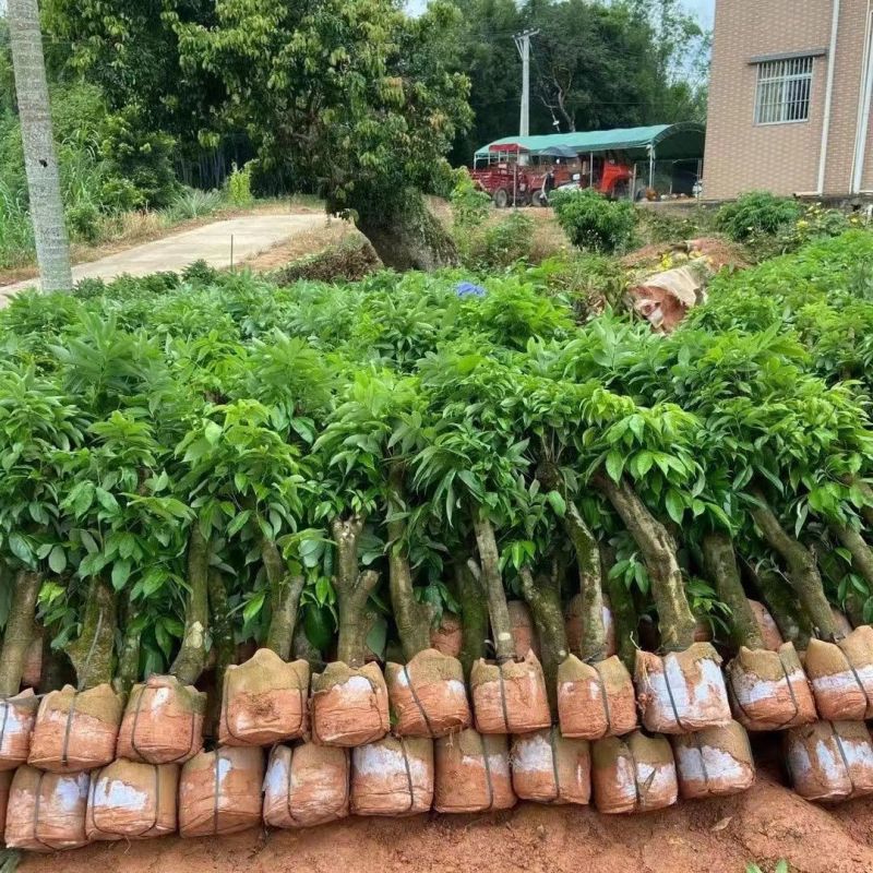 高压圈荔枝树苗冰荔荔枝苗仙进奉桂味无核当年结果南方种植庭