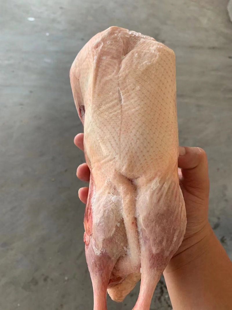 白条鸭