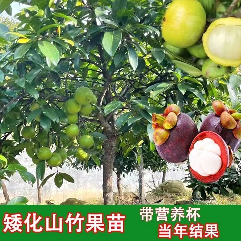 泰国山竹苗岭南黄金山竹嫁接果树苗当年结果庭院四季阳台南方