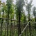 枫香树5～8公分