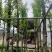 枫香树5～8公分