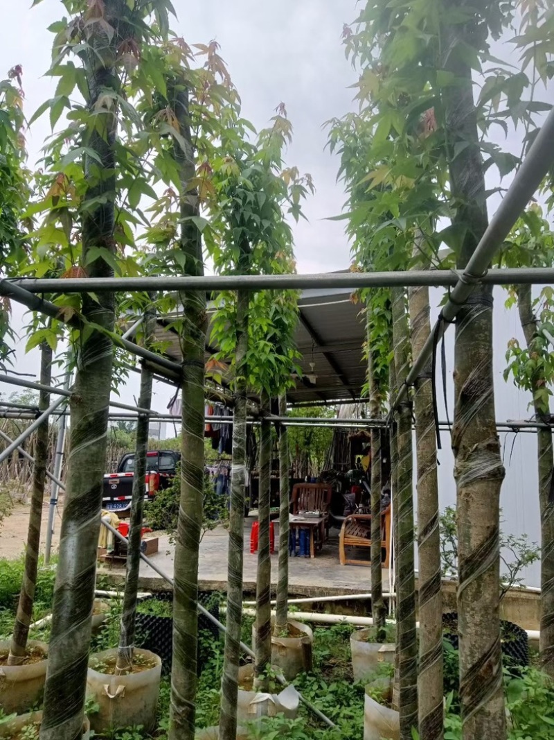 枫香树5～8公分