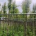 枫香树5～8公分