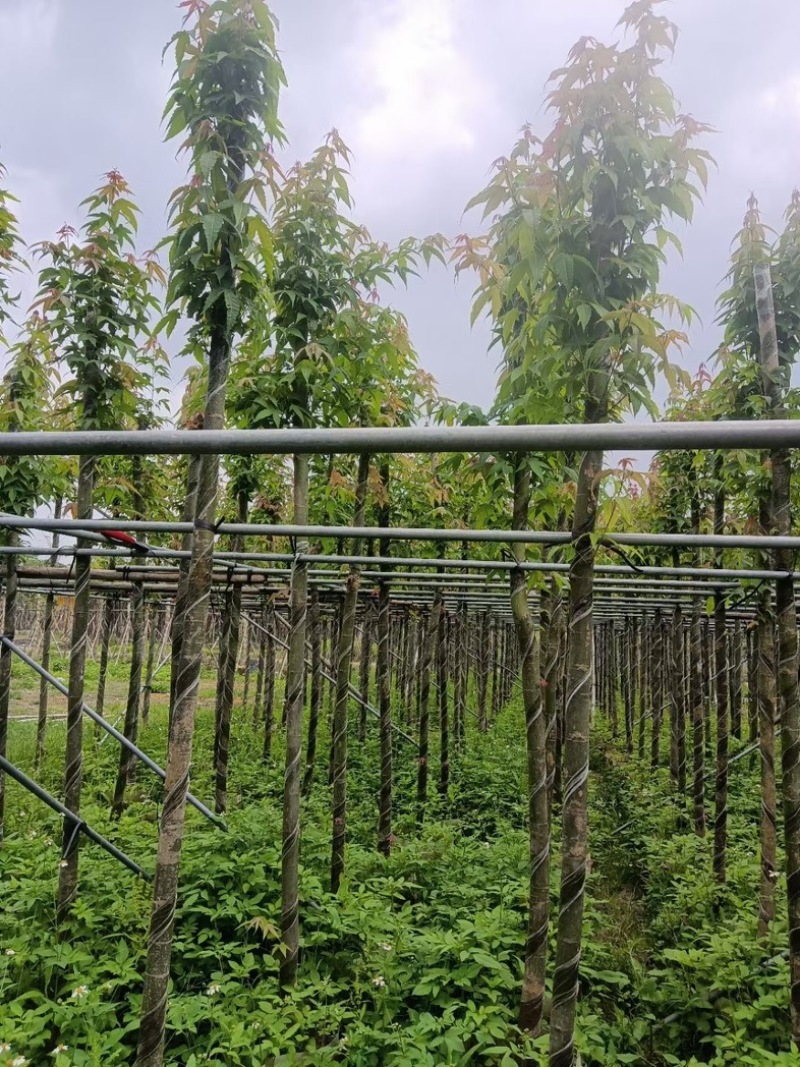 枫香树5～8公分