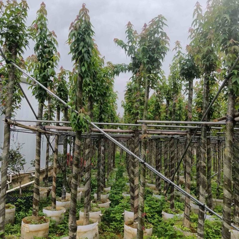 枫香树5～8公分