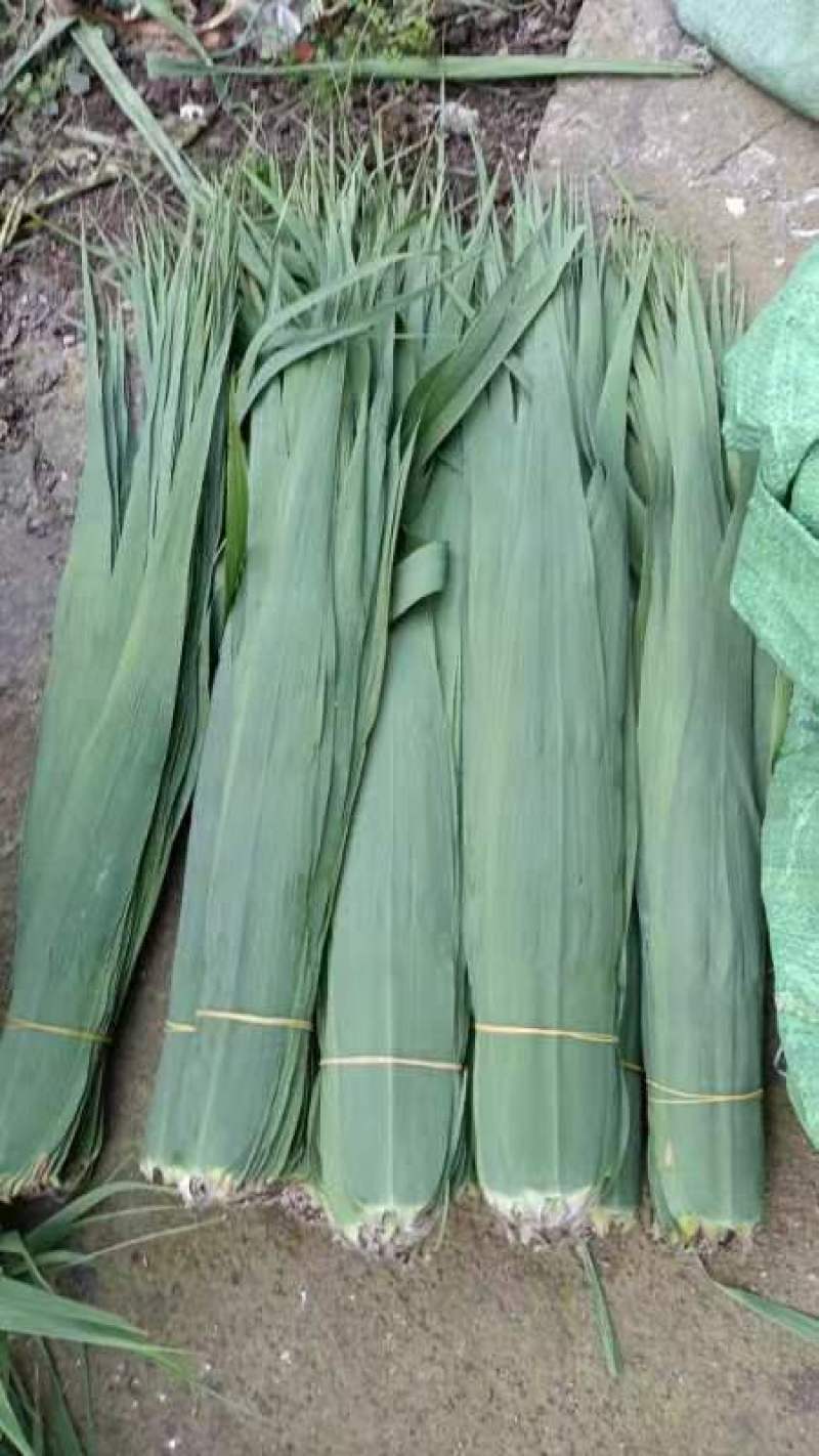 集江南特优精品苇叶于太行农贸市场，海量供应各地销售商！！
