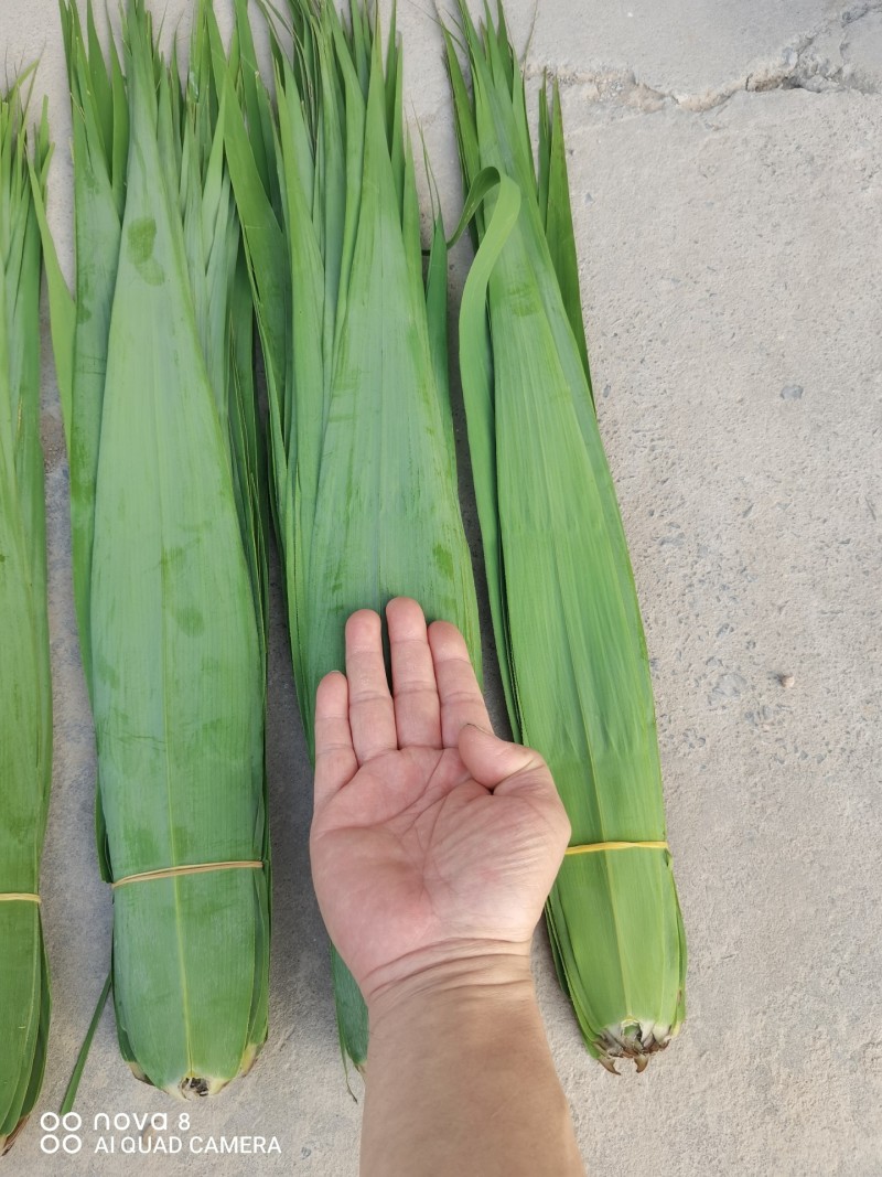 集江南特优精品苇叶于太行农贸市场，海量供应各地销售商！！