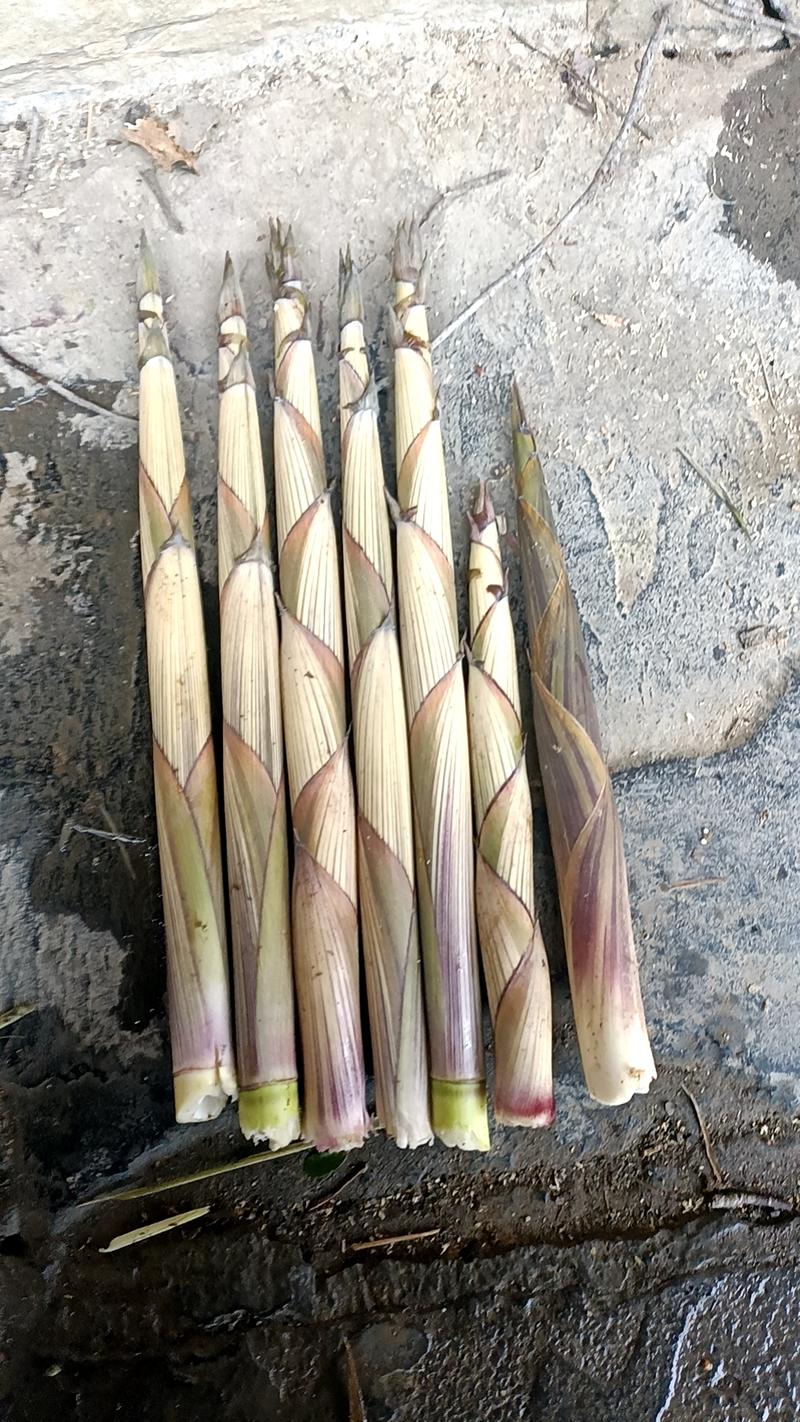 竹笋，可代收，每天保供10吨。量大联系