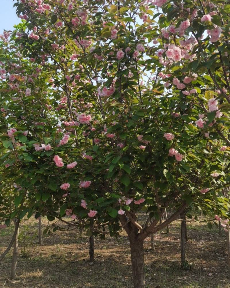 大棵樱花树，玉兰树