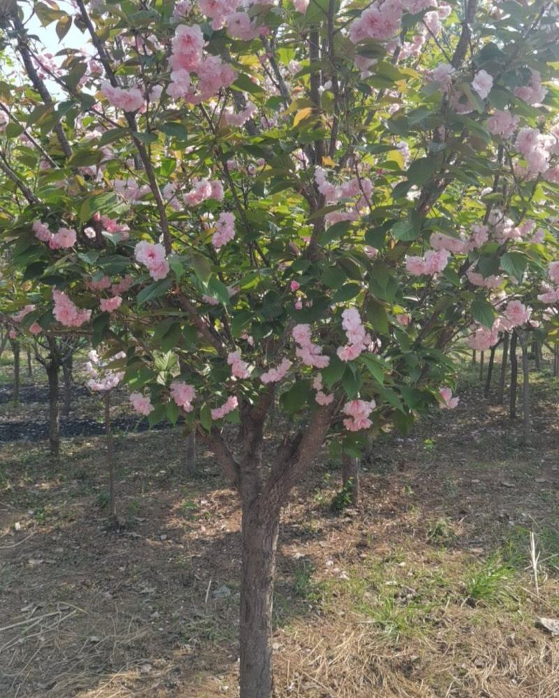 大棵樱花树，玉兰树