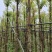 金丝楠木基地直销规格齐全欢迎老板来电咨询合作