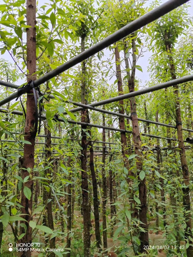 金丝楠木基地直销规格齐全欢迎老板来电咨询合作