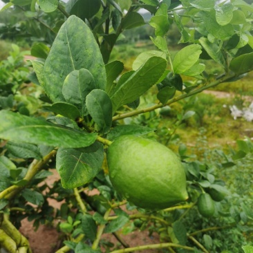 香水柠檬种植基地89亩，4年丰产期，广东惠州，可以长期供
