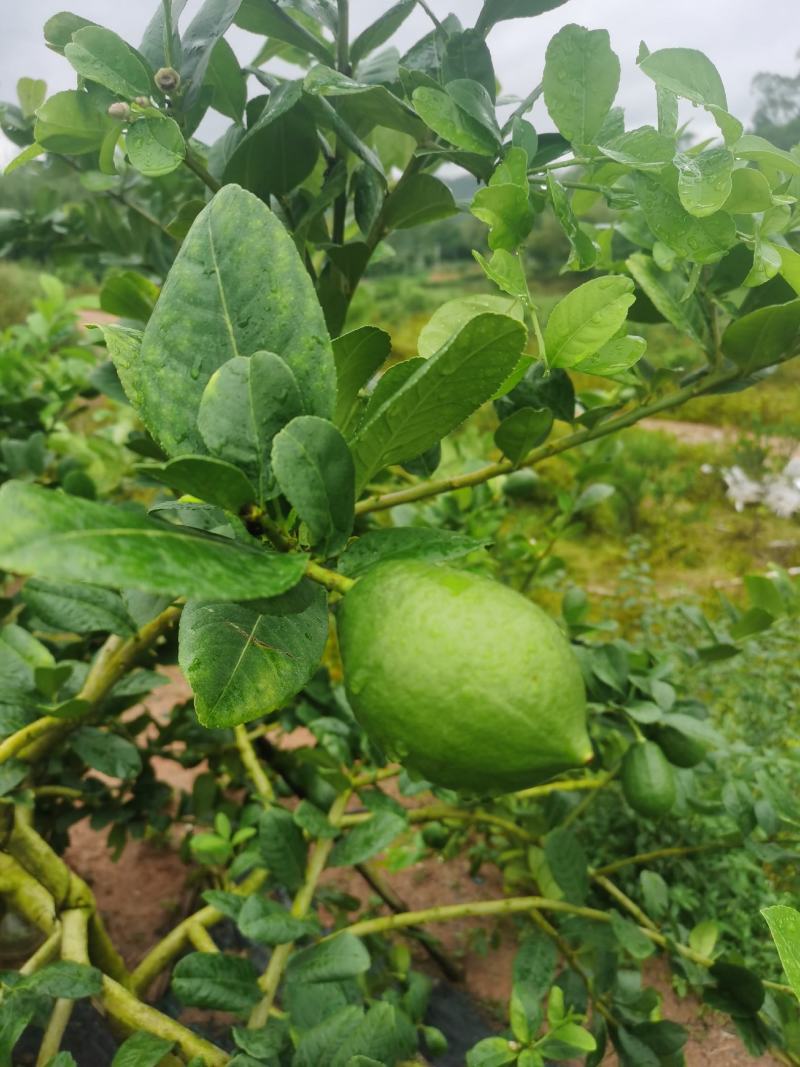 香水柠檬种植基地89亩，4年丰产期，广东惠州，可以长期供