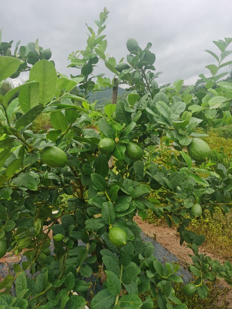 香水柠檬种植基地89亩，4年丰产期，广东惠州，可以长期供