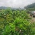 香水柠檬种植基地89亩，4年丰产期，广东惠州，可以长期供