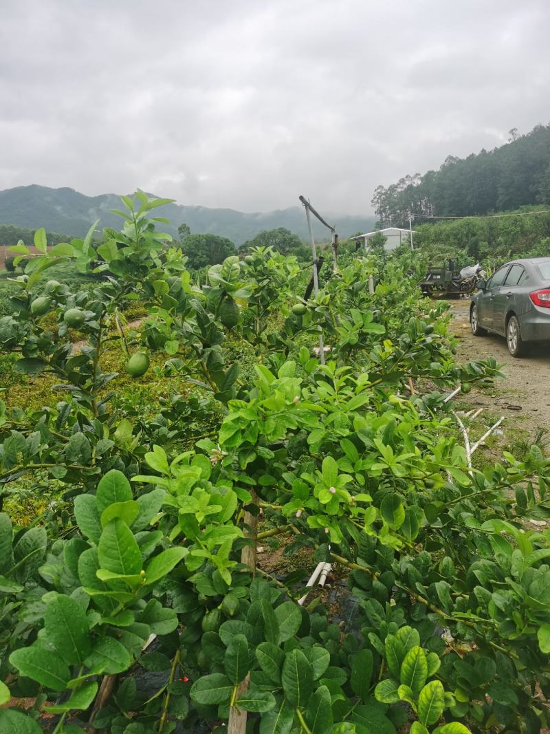 香水柠檬种植基地89亩，4年丰产期，广东惠州，可以长期供