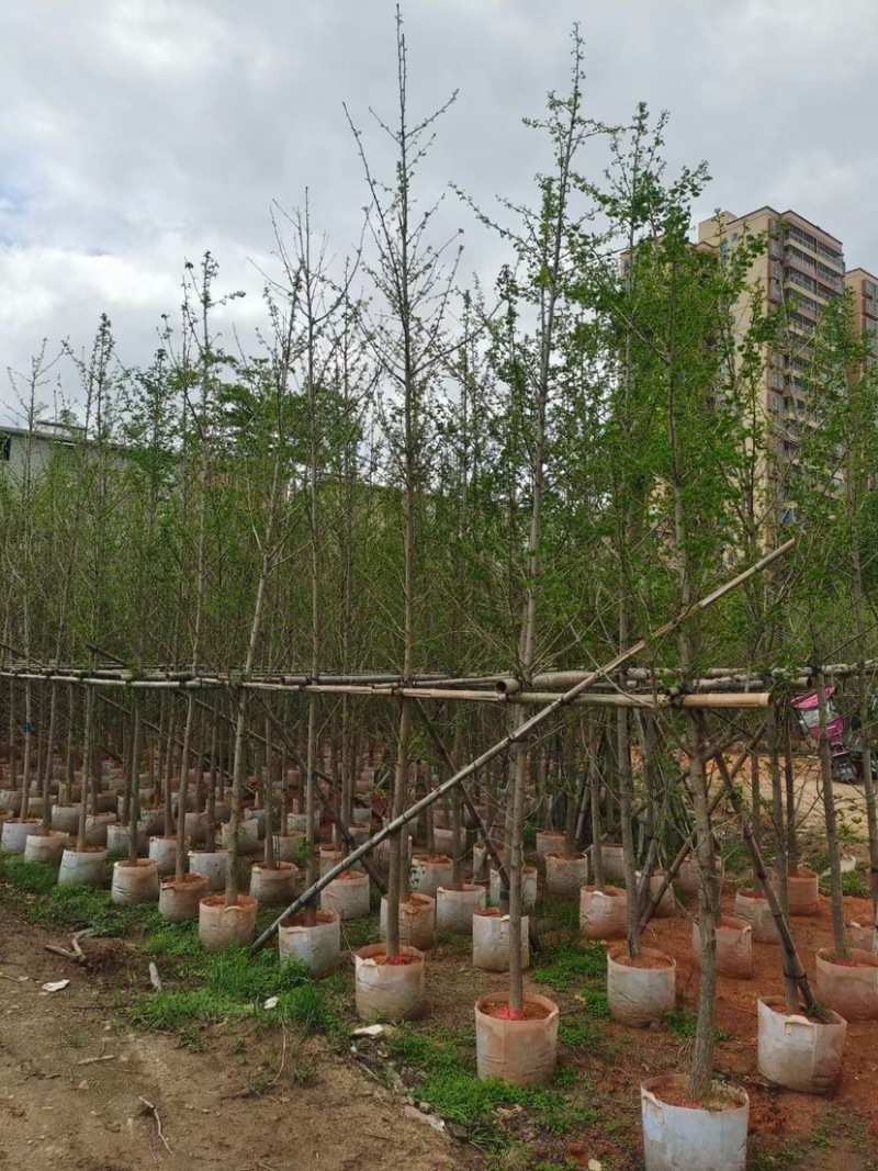 银杏树基地直销规格齐全欢迎老板来电咨询合作