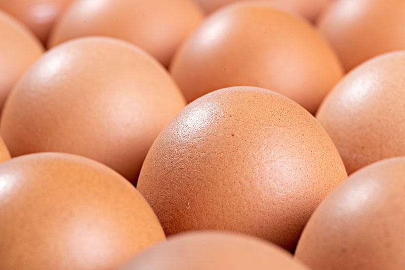 精品鸡蛋红蛋白蛋粉蛋