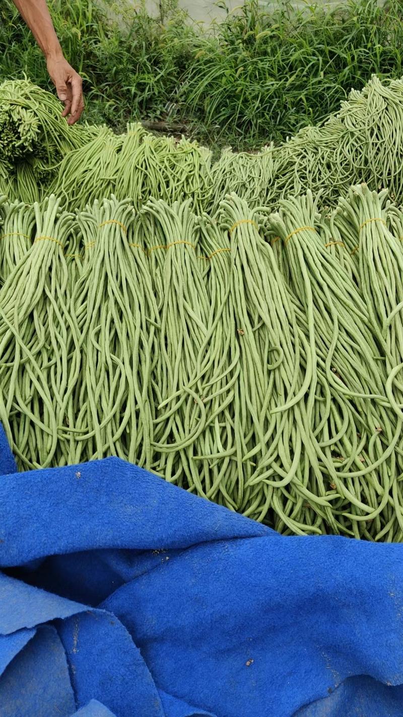 安徽青条豆角精品豆角大量供应产地发货质量保证