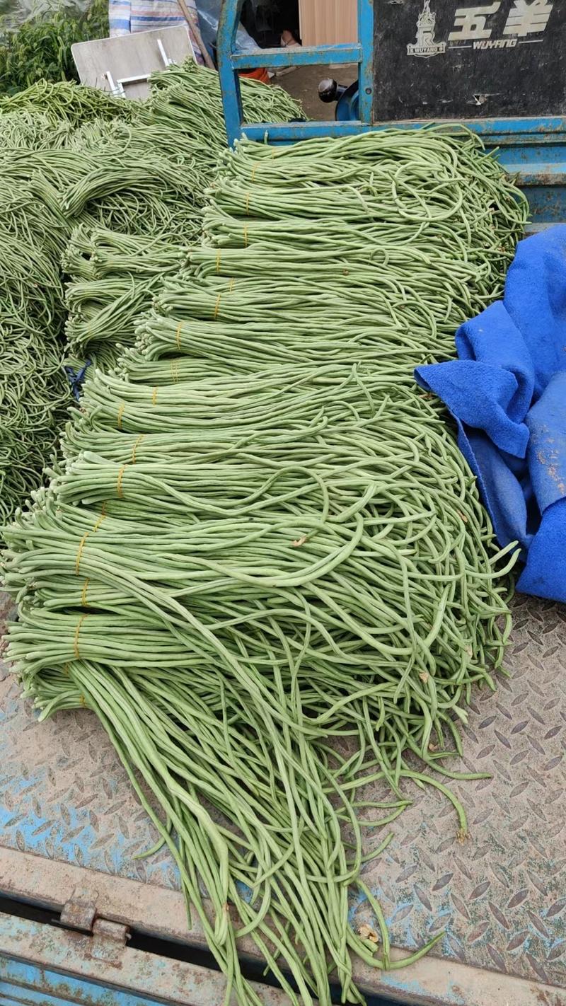 安徽青条豆角精品豆角大量供应产地发货质量保证