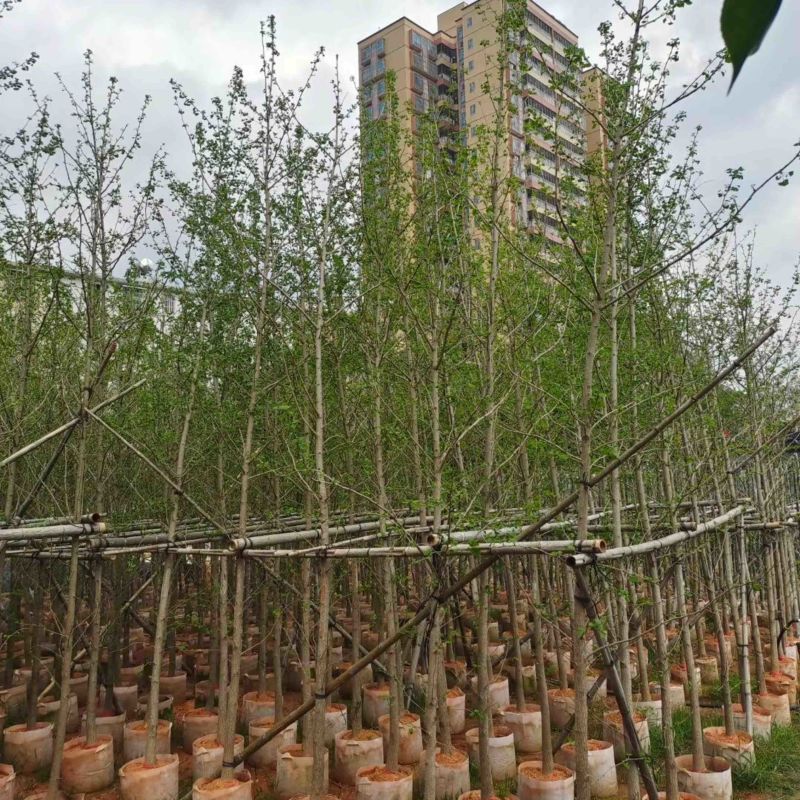 银杏树基地直销规格齐全欢迎老板来电咨询合作