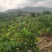 香水柠檬种植基地89亩，4年丰产期，广东惠州，可以长期供