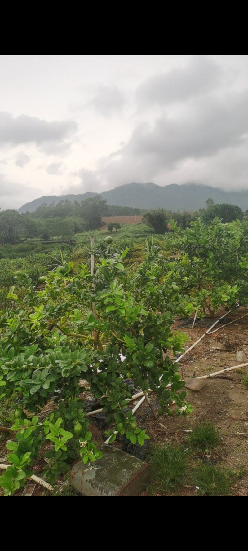香水柠檬种植基地89亩，4年丰产期，广东惠州，可以长期供