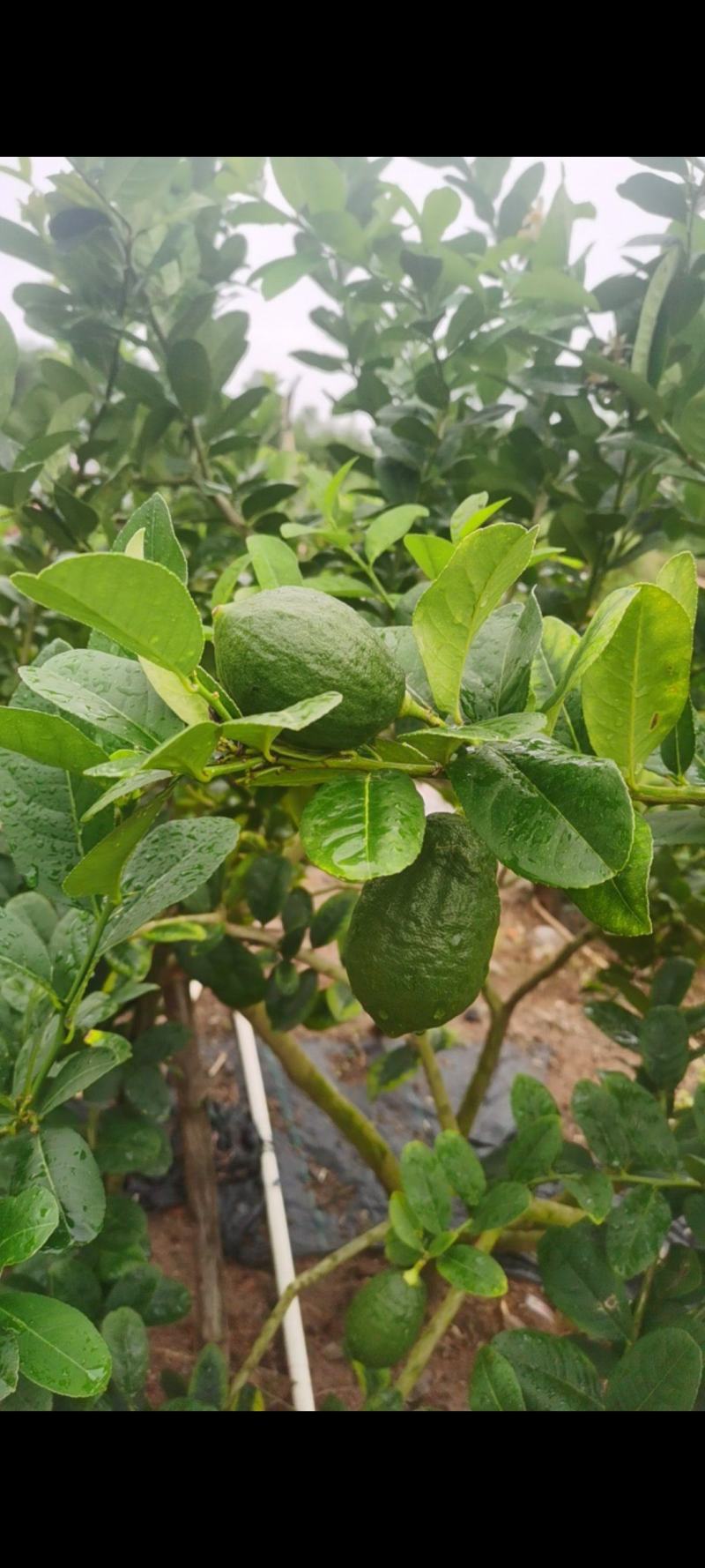 香水柠檬种植基地89亩，4年丰产期，广东惠州，可以长期供