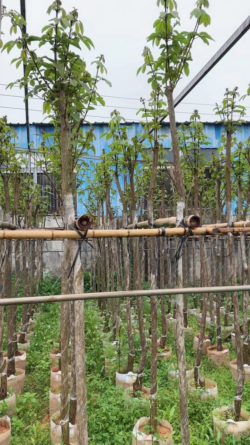 黄花风铃木基地直销规格齐全欢迎老板来电咨询合作