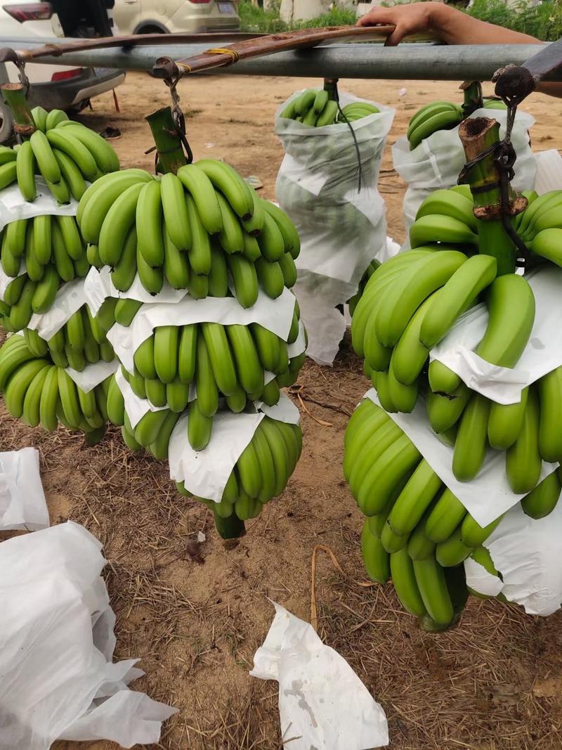 海南省东方市通货-精品香蕉-巴西蕉，抗黄蕉。