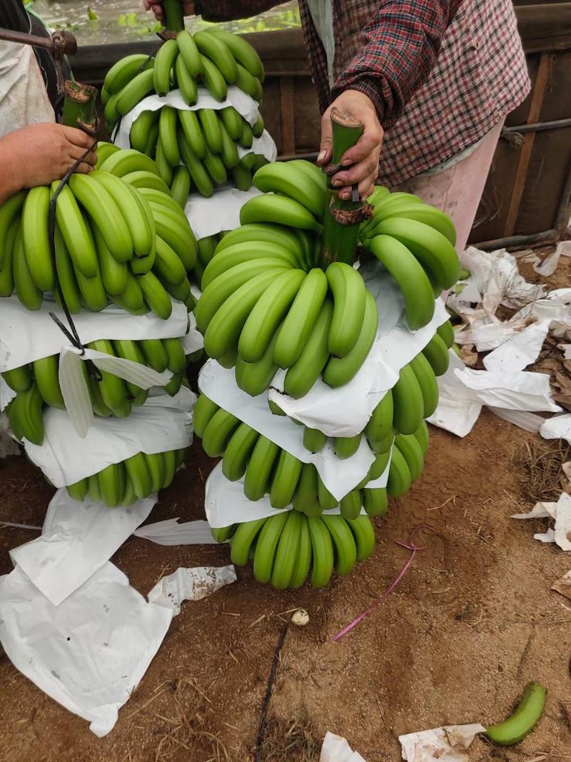 海南省东方市通货-精品香蕉-巴西蕉，抗黄蕉。