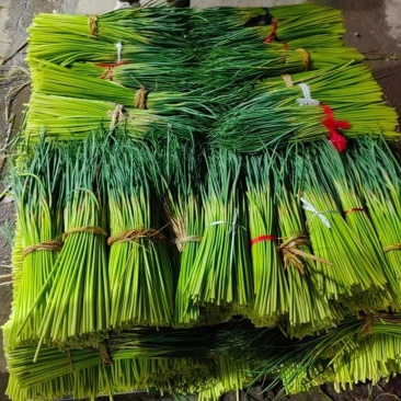蒜苔红帽蒜苔产地直发电商和食品加工厂