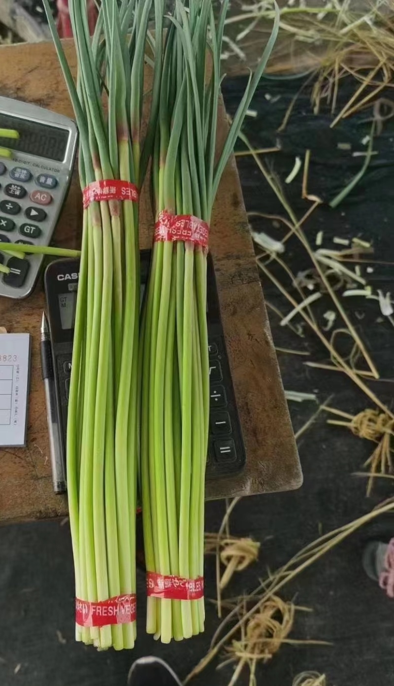 蒜苔红帽蒜苔产地直发电商和食品加工厂