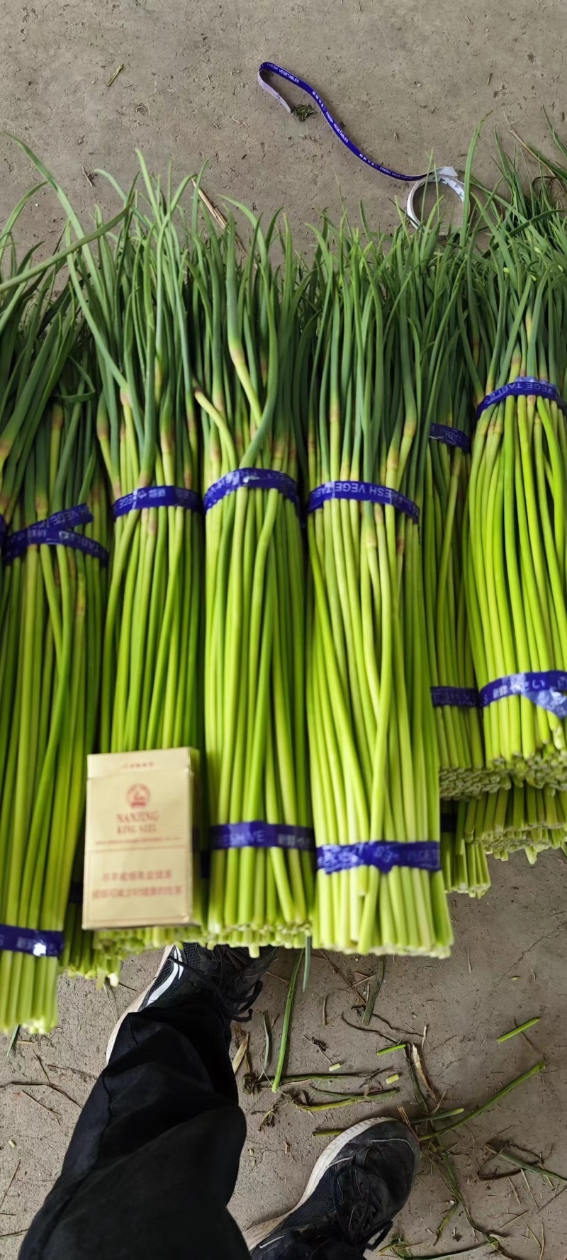 蒜苔红帽蒜苔产地直发电商和食品加工厂