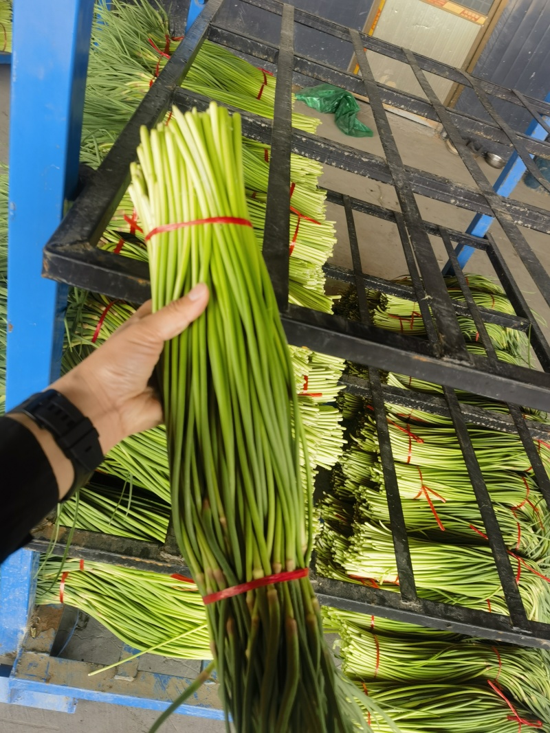 蒜苔红帽蒜苔产地直发电商和食品加工厂