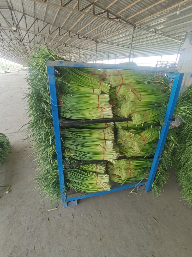 蒜苔红帽蒜苔产地直发电商和食品加工厂