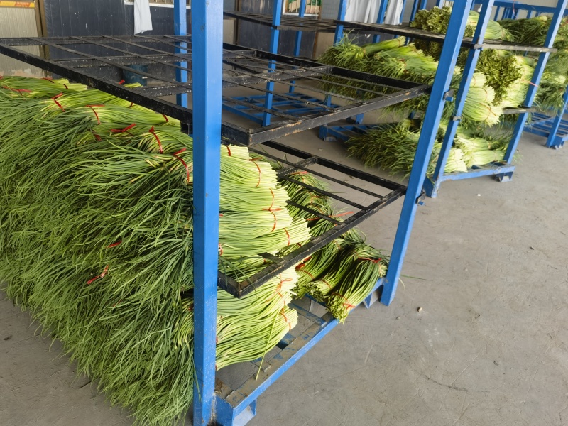 蒜苔红帽蒜苔产地直发电商和食品加工厂