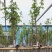 黄花风铃木基地直销规格齐全欢迎老板来电咨询合作