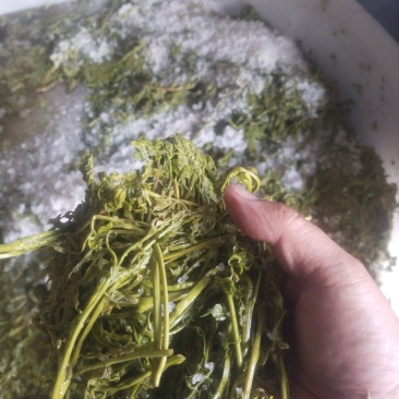 木兰菜，茉莉芽，木嫩芽，栾树芽，栾芽