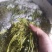木兰菜，茉莉芽，木嫩芽，栾树芽，栾芽