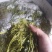 木兰菜，茉莉芽，木嫩芽，栾树芽，栾芽