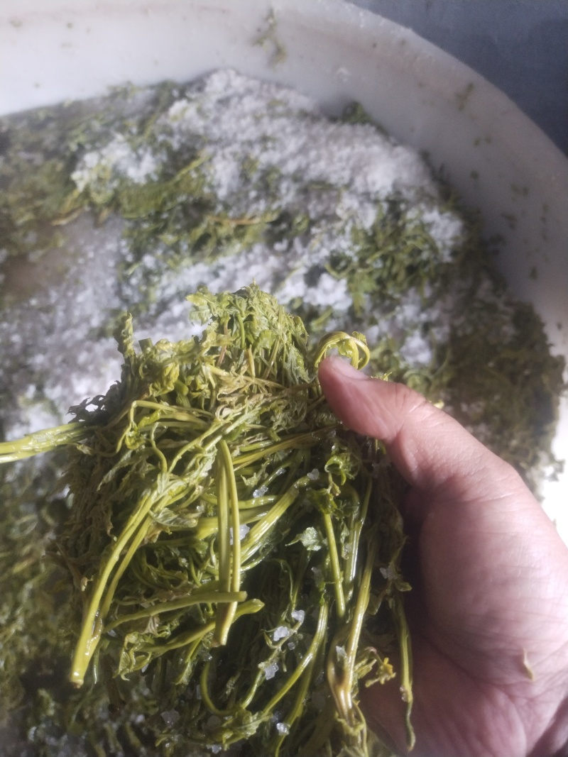 木兰菜，茉莉芽，木嫩芽，栾树芽，栾芽