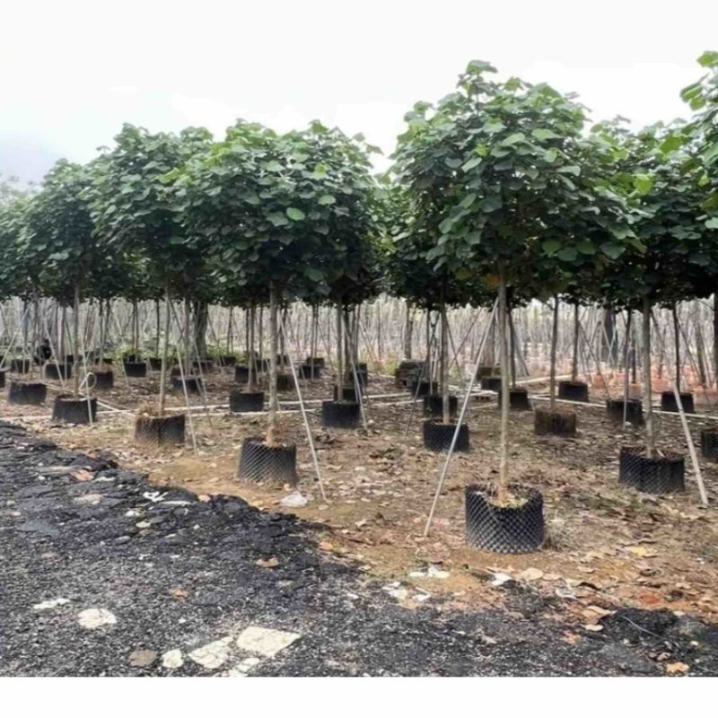 黄槿基地直销规格齐全欢迎老板来电咨询合作